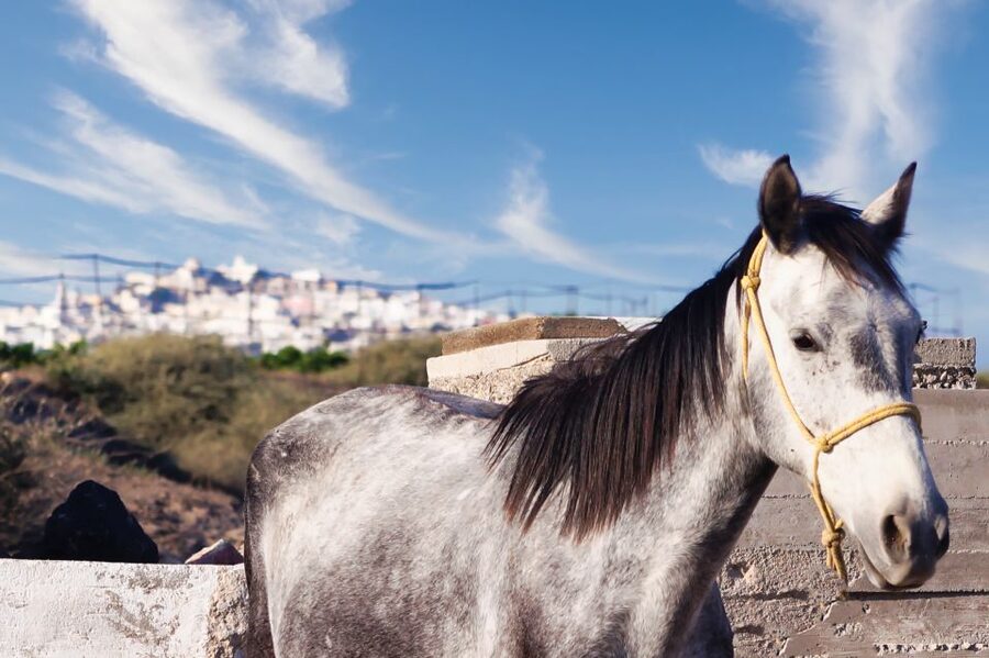 Akrotiri: Guided Horseback Riding Day Trip to a Beach - Key points at a glance