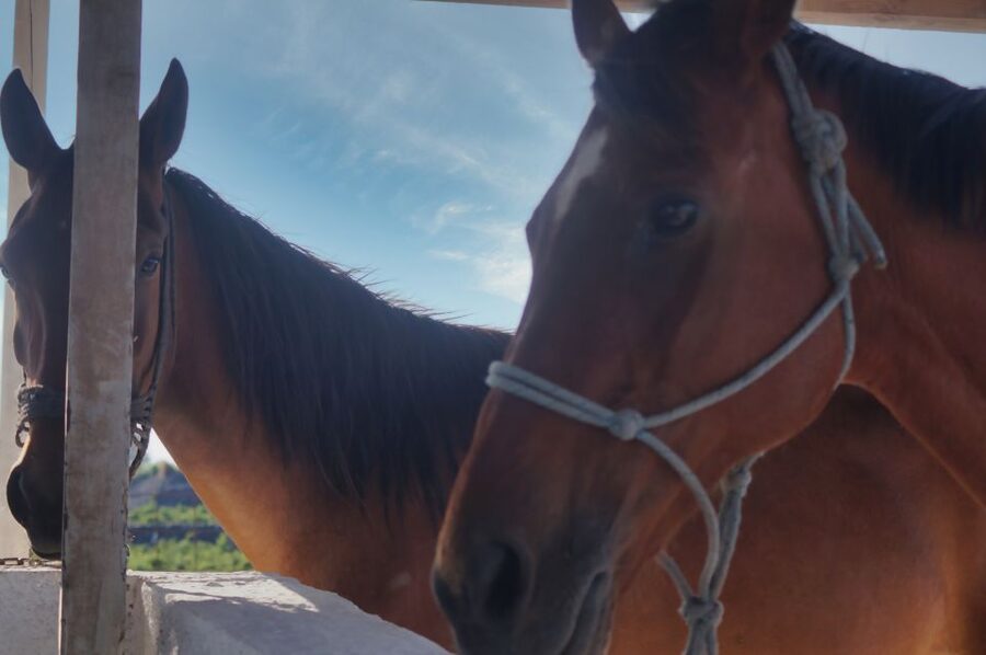 Akrotiri: Guided Horseback Riding Day Trip to a Beach - Is $88 a fair price for one hour?