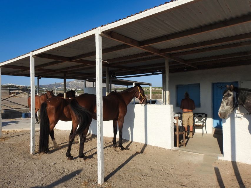 Akrotiri: Guided Horseback Riding Day Trip to a Beach - Horses that appear well cared for