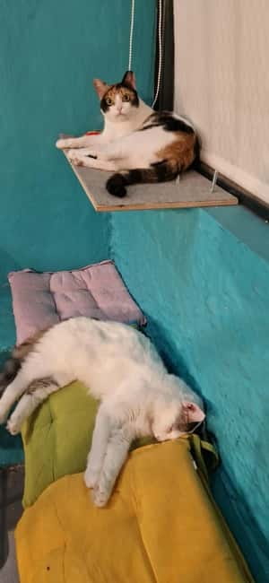 Athens: Cat Cafe Visit with Drink and Sweet - Key Points About the Athens Cat Cafe