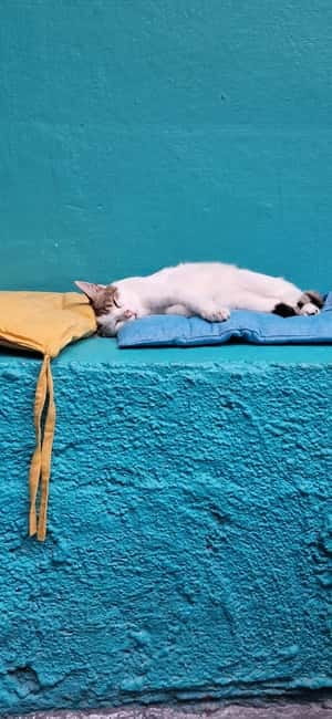 Athens: Cat Cafe Visit with Drink and Sweet - Entering a Peaceful Cat Cafe in Central Athens