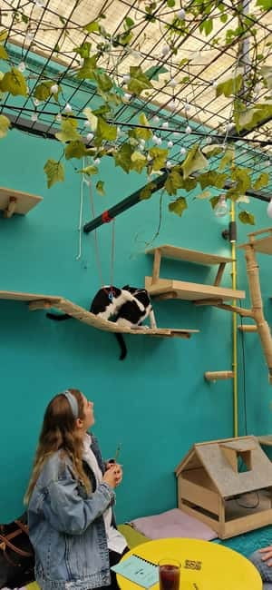 Athens: Cat Cafe Visit with Drink and Sweet - The Included Drink and Sweet