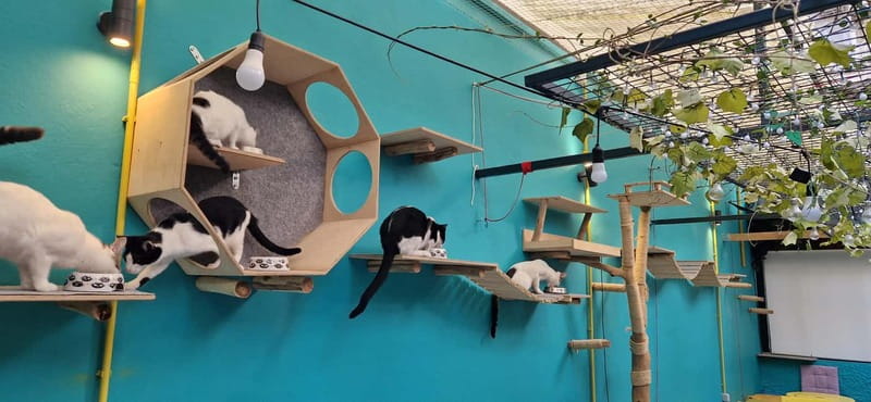 Athens: Cat Cafe Visit with Drink and Sweet - Events, Education, and the Café’s Wider Role
