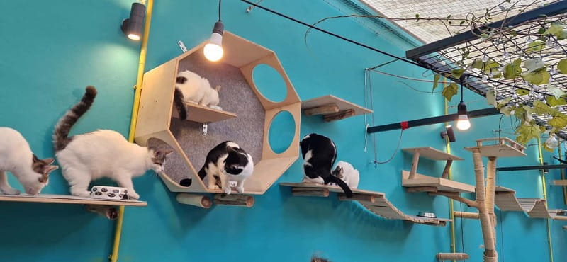 Athens: Cat Cafe Visit with Drink and Sweet - What the Staff Adds to the Visit