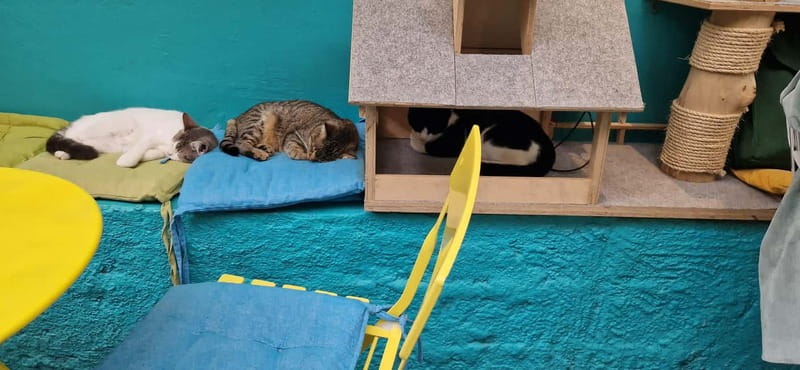 Athens: Cat Cafe Visit with Drink and Sweet - Price, Timing, and Practical Value