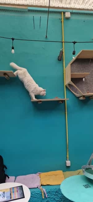 Athens: Cat Cafe Visit with Drink and Sweet - Who Will Enjoy This Most?
