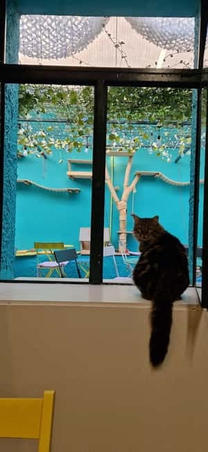 Athens: Cat Cafe Visit with Drink and Sweet - My Take on the Overall Experience