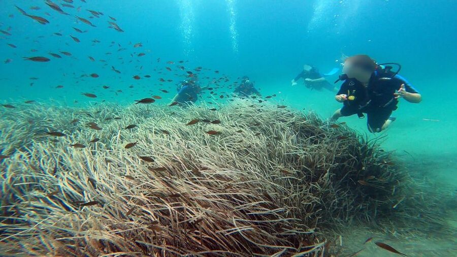 Athens East Coast: Discover Scuba Diving in Nea Makri - Shallow-water practice before the real session