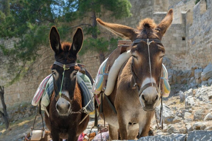 Best of Rhodes Tour including Lindos and Medieval City - Wine tasting in an Ottoman building