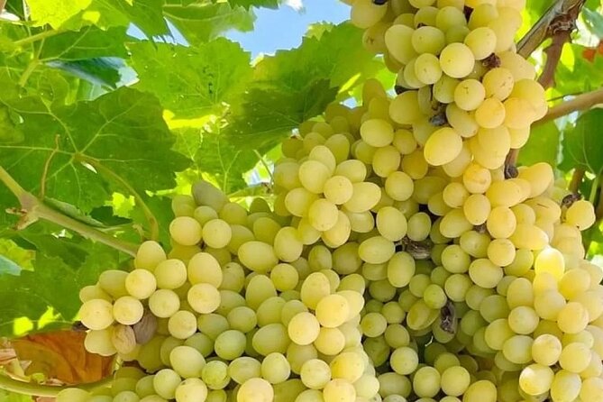 Best Rhodes Tour with Wine Tasting Experience from Cruise Port - Transport, group size, and the cost of the day