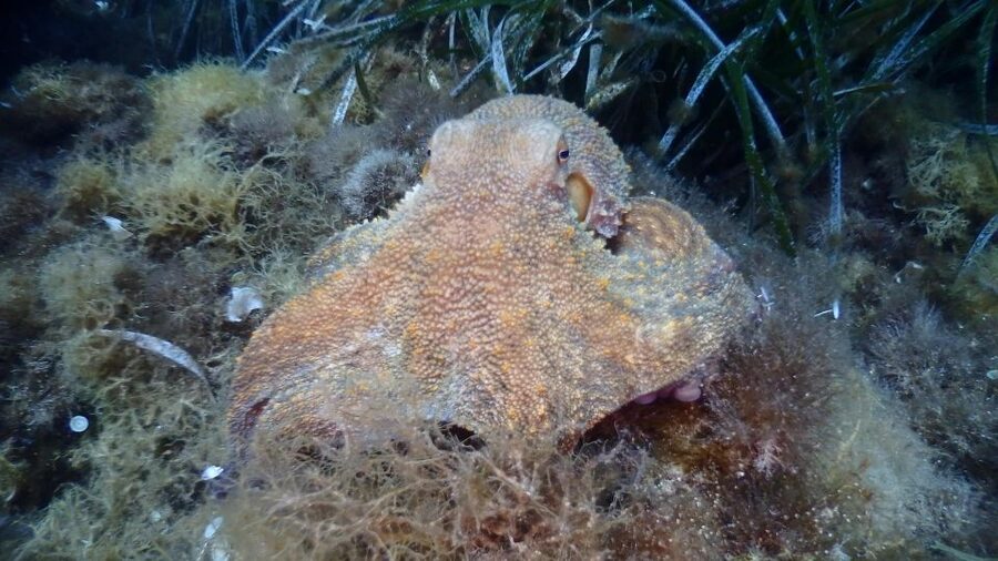 Chalkidiki: Scuba Diving for Beginners in Kassandra - What the Three Hours Really Include