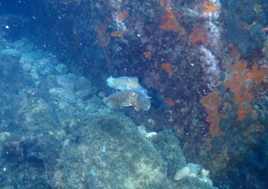 Chalkidiki: Scuba Diving for Beginners in Kassandra - Learning the Equipment Before Going Under