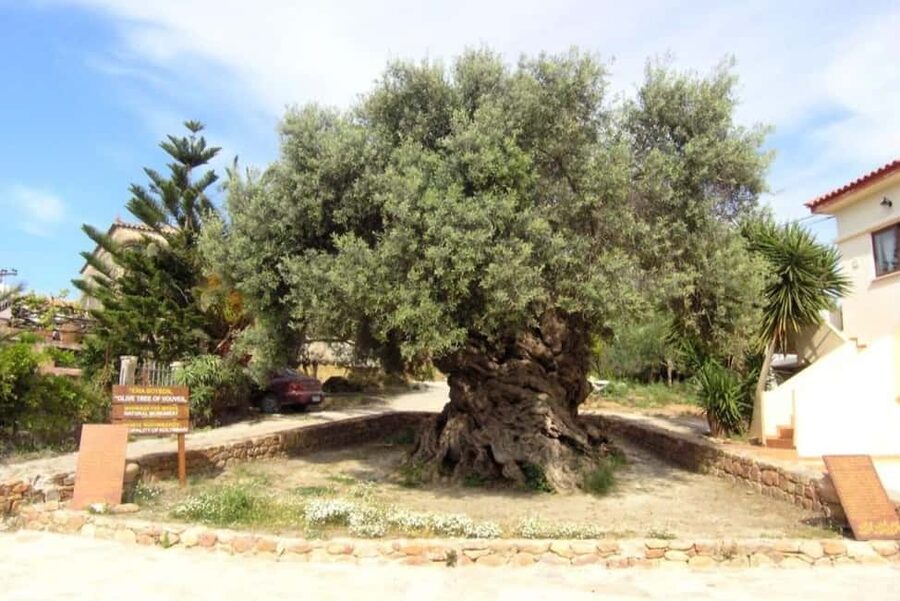 Chania Area: Food Tasting Tour with Winery Visit & Swim Stop - What this Chania food tour is really like