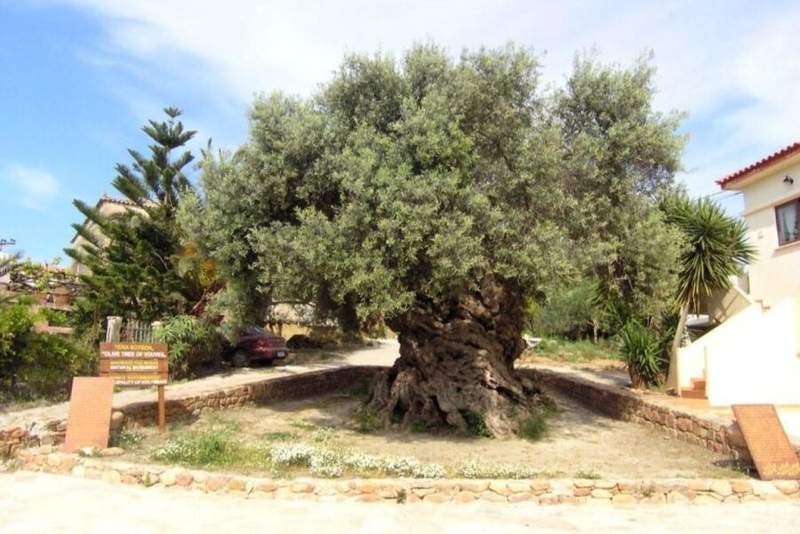 Chania Area: Food Tasting Tour with Winery Visit & Swim Stop - Cheese-making and the superior tasting platter