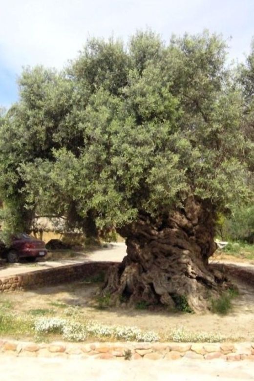 Chania Area: Food Tasting Tour with Winery Visit & Swim Stop - Pnevmatikakis Winery near Kissamos