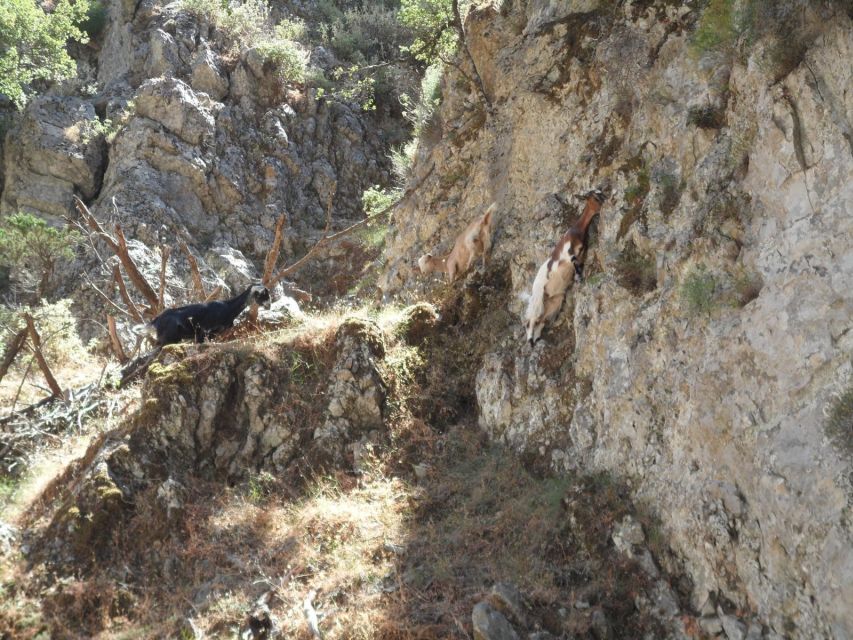 Chania: Imbros Gorge and Libyan Sea Day Tour - Food, Extra Costs, and What the $36 Covers