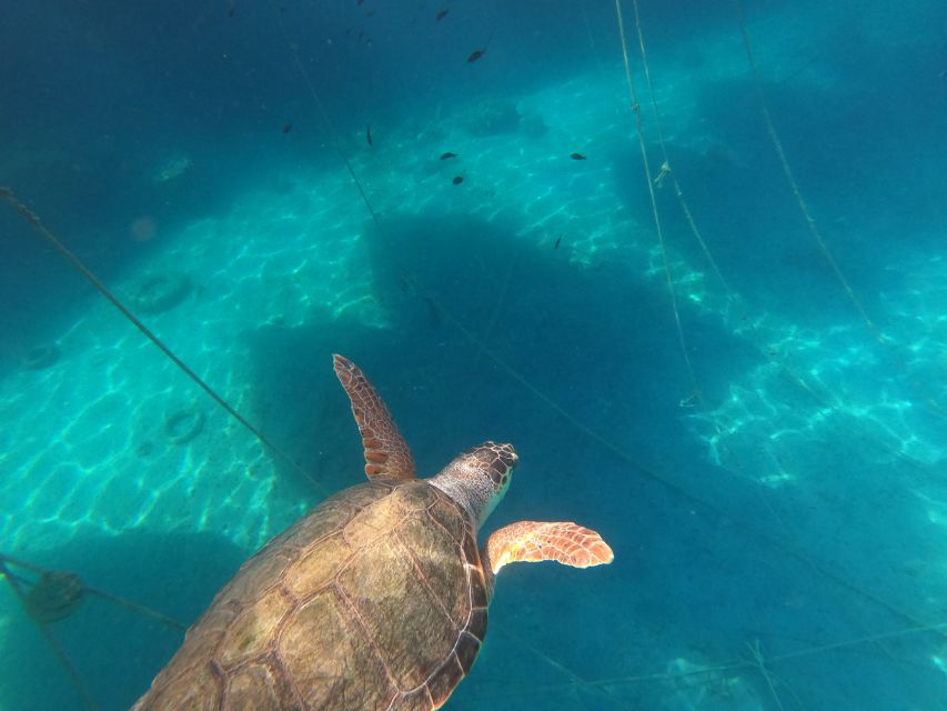 Chania: Stand-Up Paddleboard Small Group Tour - Timing, pickup, and the two-hour format