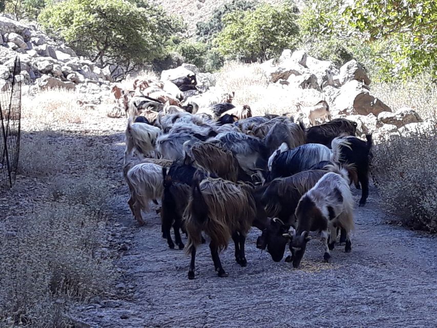 Chania: White Mountains Safari Tour with Lunch and Tastings - What to know before you book