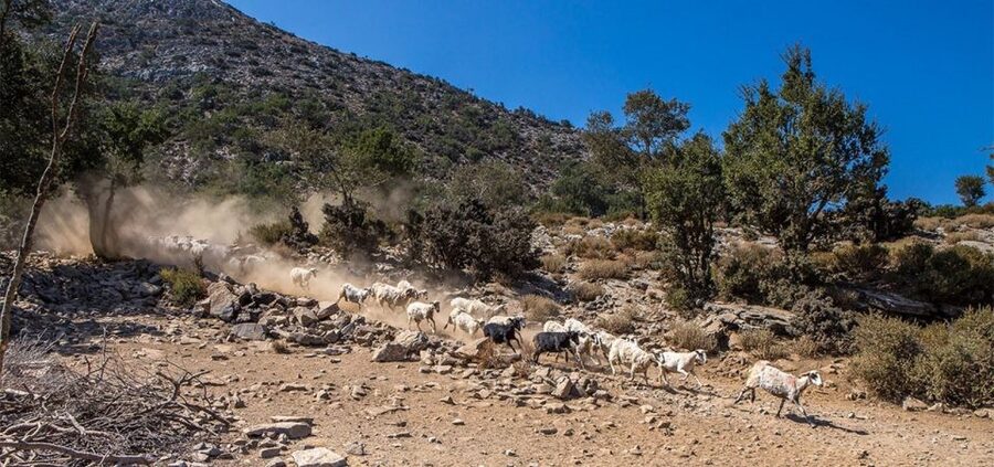 Chania: White Mountains Safari Tour with Lunch and Tastings - The return drive through Crete’s changing scenery