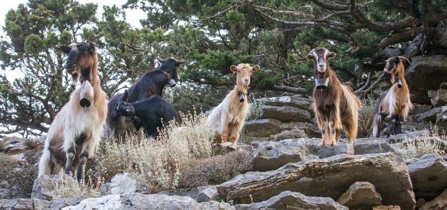 Chania: White Mountains Safari Tour with Lunch and Tastings - Who will enjoy this 4WD day trip?