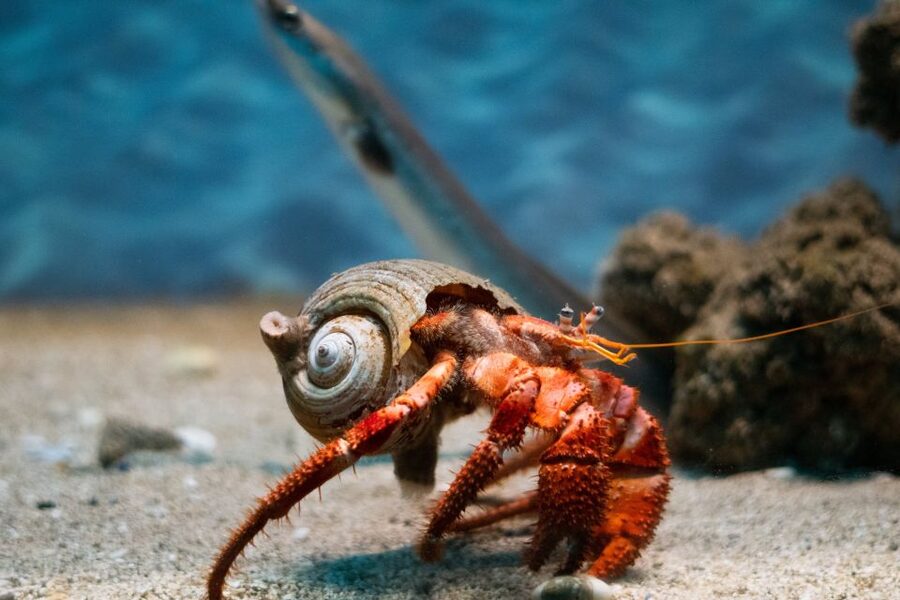 Corfu: Aquarium Entry Ticket with Guided Tour - What the Corfu Aquarium visit is really like