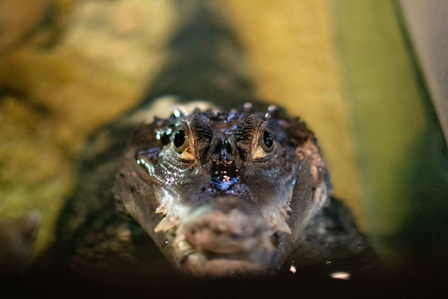 Corfu: Aquarium Entry Ticket with Guided Tour - The Reptile House: snakes, turtles, frogs, and a crocodile