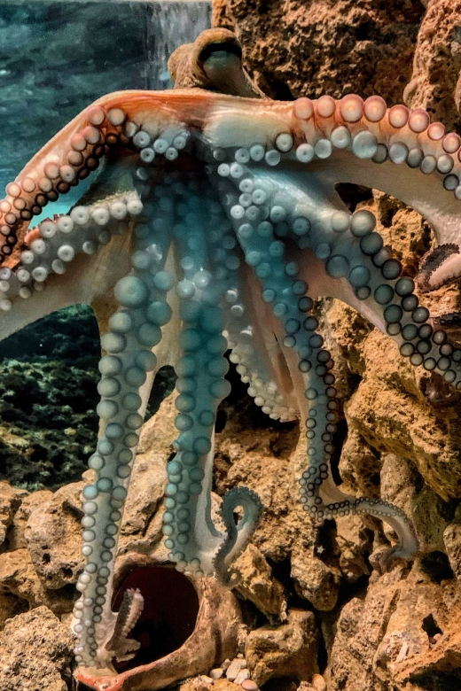 Corfu: Aquarium Entry Ticket with Guided Tour - Getting there from Corfu Town