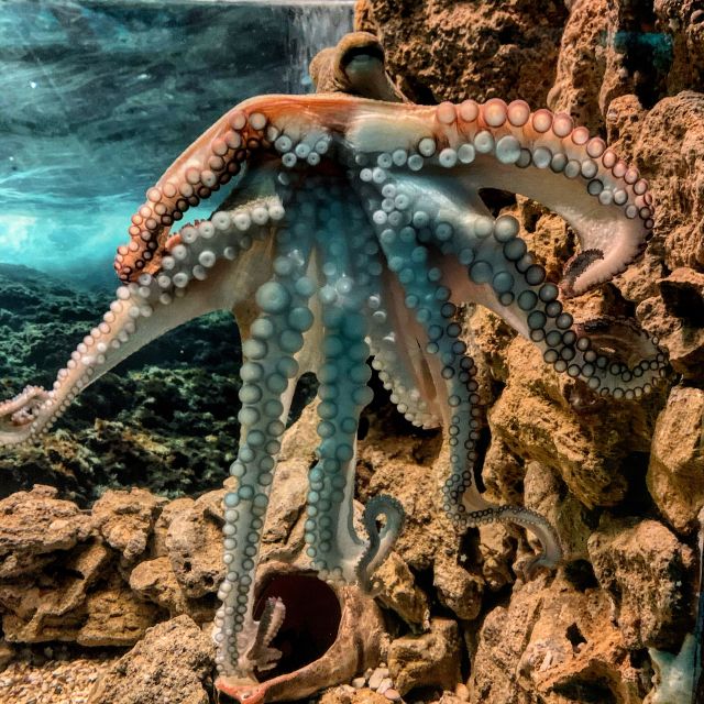 Corfu: Aquarium Entry Ticket with Guided Tour - Rules, access, and practical details