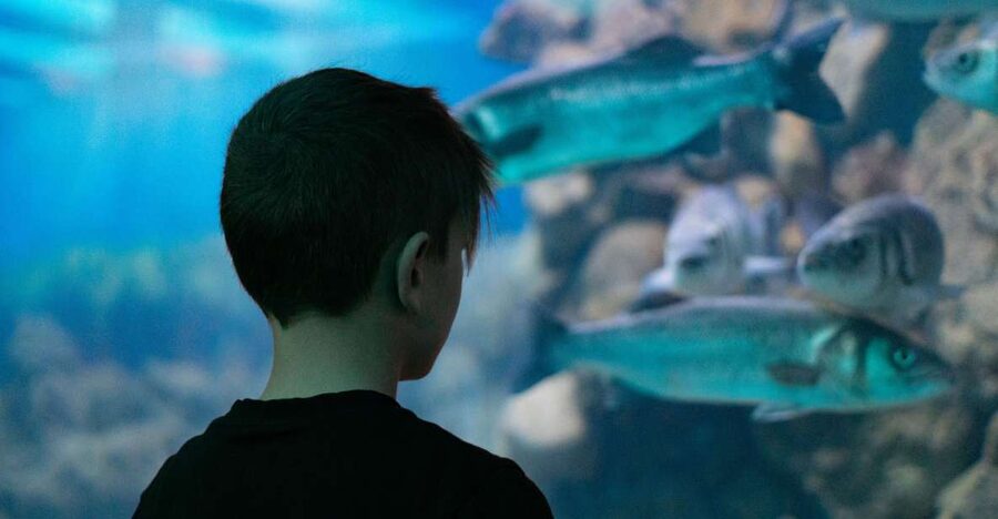 Corfu: Aquarium Entry Ticket with Guided Tour - The Mediterranean tanks: local sea life in close view