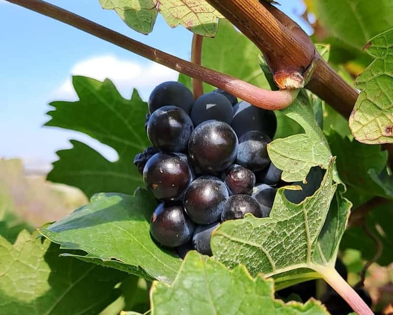 Crete: 2 Wineries Tour with Wine Tasting & Lunch - Key things to know before booking
