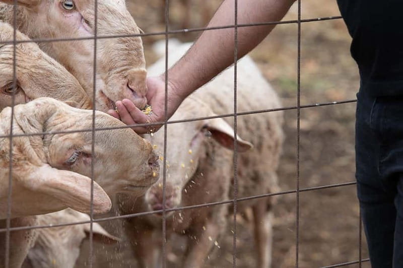 Crete: Farm Visit with Cheese Tasting and Milking Experience - A useful stop for families with children