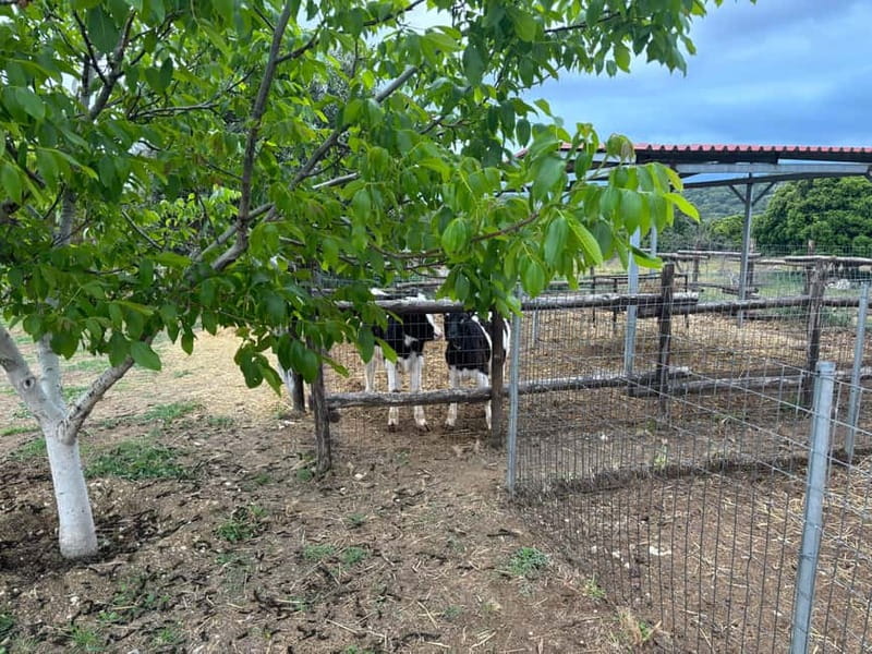 Crete: Farm Visit with Cheese Tasting and Milking Experience - Quiet corners beyond the cheese factory