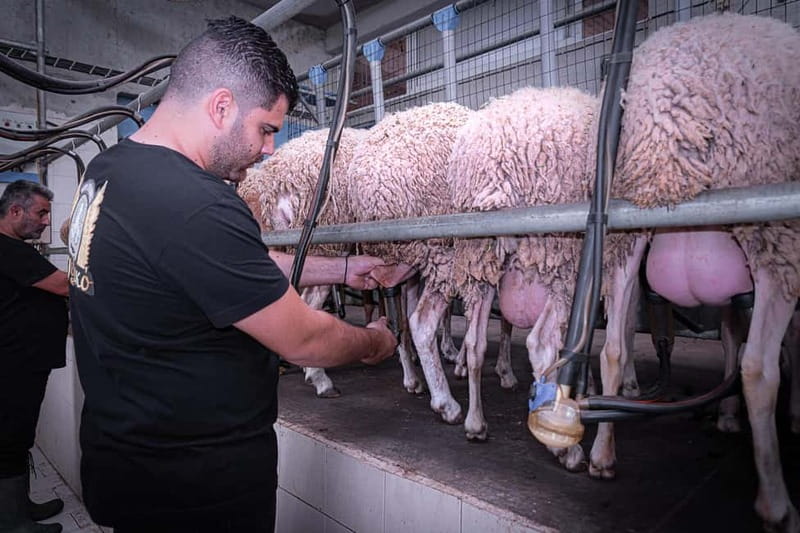 Crete: Farm Visit with Cheese Tasting and Milking Experience - Trying the milking routine