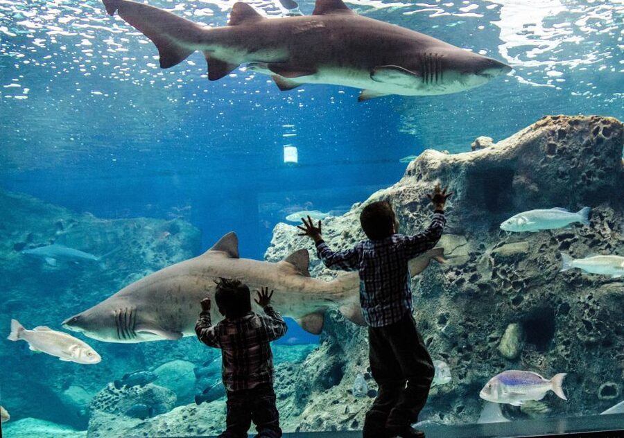 Crete: Heraklion Center, Local Market and Creta Aquarium - Who will enjoy this tour most