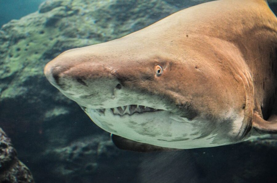 Crete: Heraklion Center, Local Market and Creta Aquarium - Why this six-hour Crete outing works