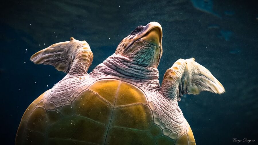 Crete: Heraklion Center, Local Market and Creta Aquarium - Museums, cafés, and making the free time count