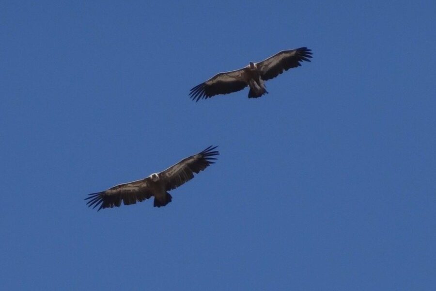 Crete: Land Rover Safari on Minoan Route - The Minoan Path and mountain wildlife