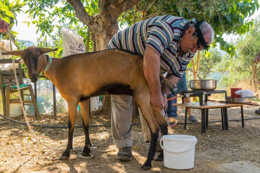 Crete: Lasithi Plateau and Cave of Zeus Off-Road Safari Tour - Potamies: a useful introduction to rural Crete