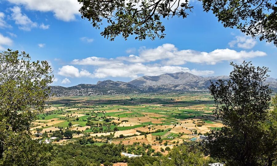 Crete: Lasithi Plateau & Knossos Palace Day Trip - Krasi and its enormous plane tree
