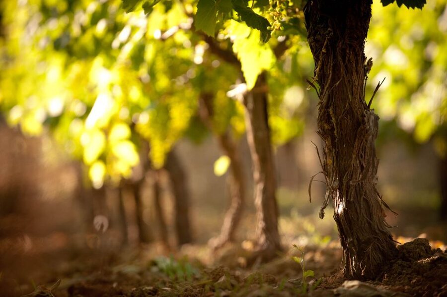 Crete: Olive, Wine, & Raki on a Flavorful Culinary Journey - Six things to know before you book