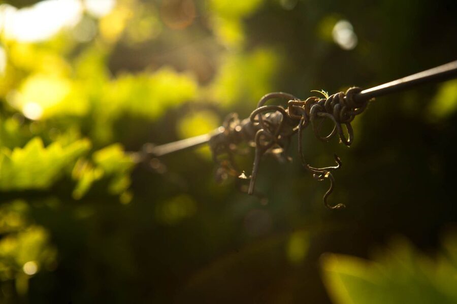 Crete: Olive, Wine, & Raki on a Flavorful Culinary Journey - The SUV ride makes the countryside easier