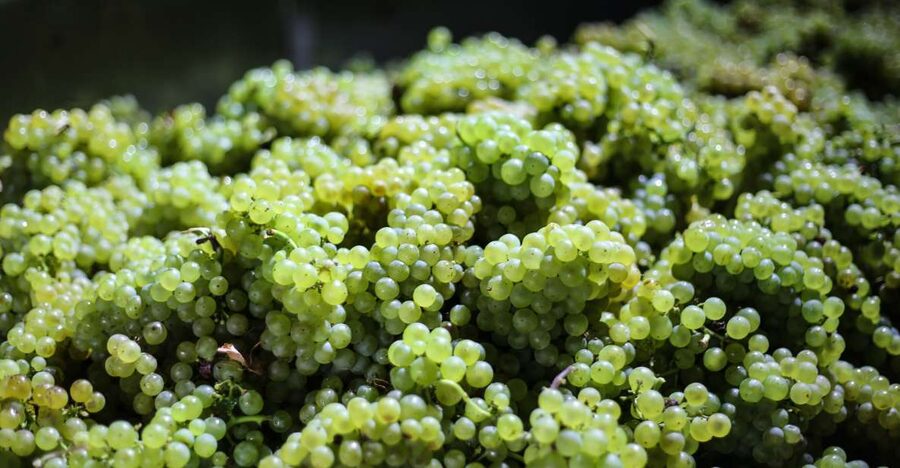 Crete: Olive, Wine, & Raki on a Flavorful Culinary Journey - Is $126 good value?