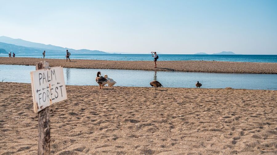 Crete: Preveli Tropical Beach and Palm Forest - What the guide and bus add to the day
