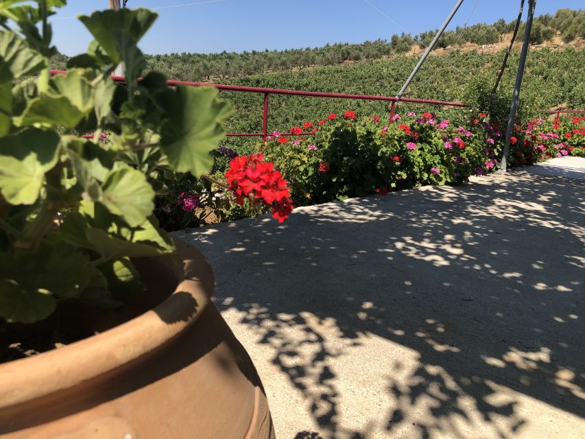 Crete Private Tour: The Secrets of Wine, Olives & Honey - Five details that make this Crete day distinctive