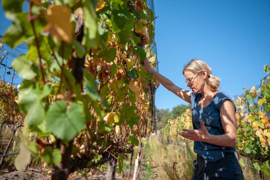 Crete Private Tour: The Secrets of Wine, Olives & Honey - Why this route works well from Rethimno