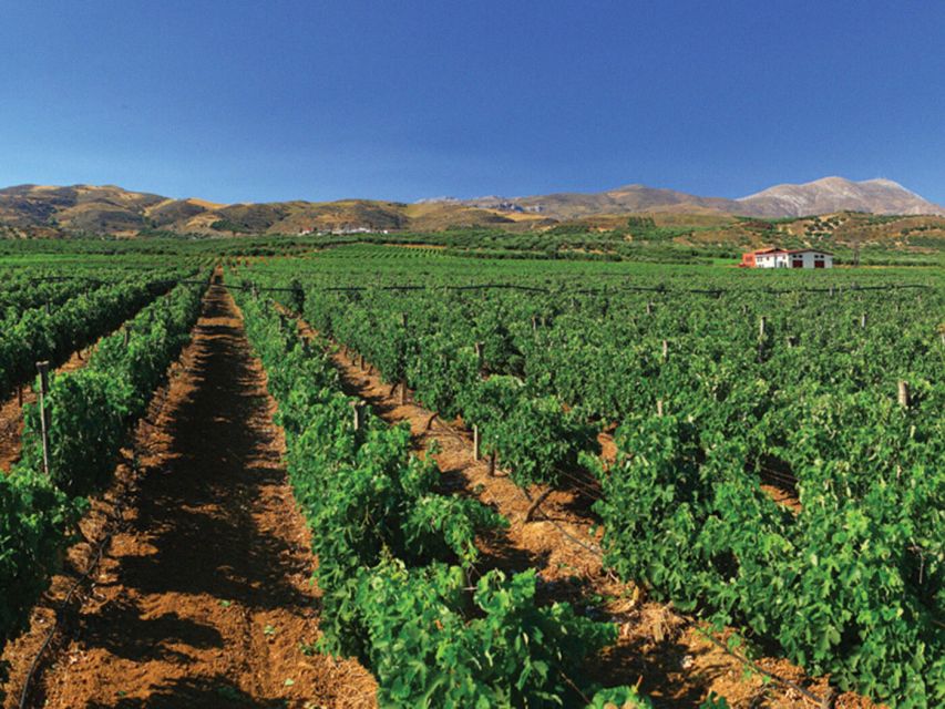 Crete Private Tour: The Secrets of Wine, Olives & Honey - Four-wheel-drive roads to Halepa Monastery