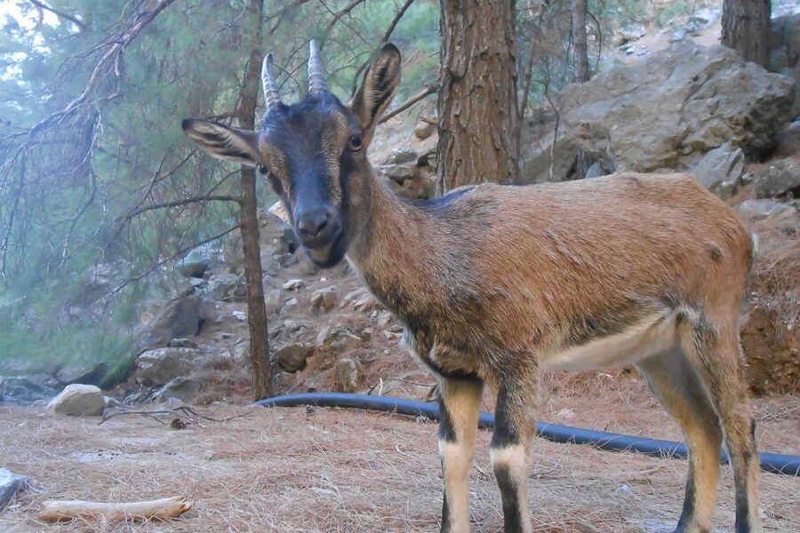 Crete: Samaria Gorge Hiking with transfer and expert Escort - Guides, safety, and how the group feels