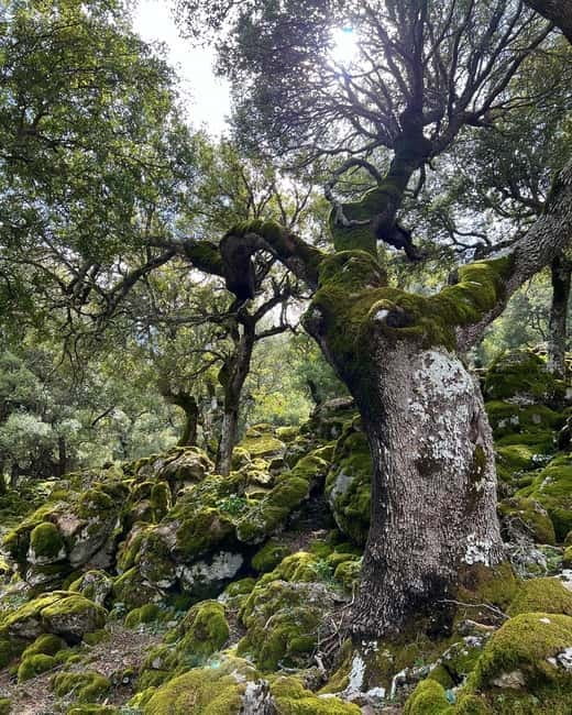 Crete: Sarakina Gorge, Forests, and South Coast Safari - The quiet mountain stops and Kroustas Forest