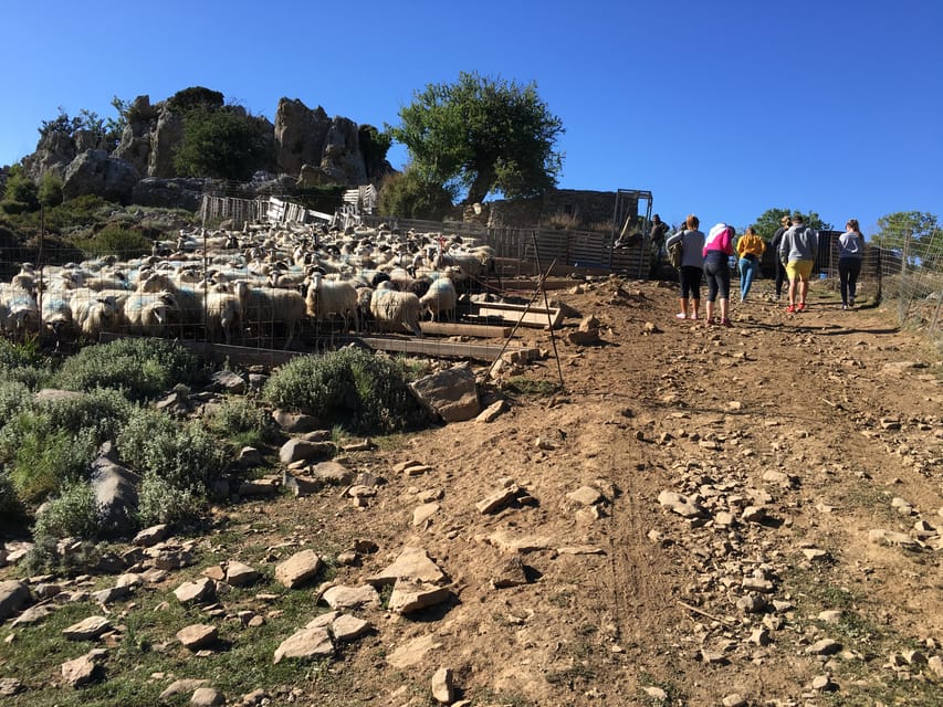 Crete: White Mountains Preserve Day Tour - Group size, vehicles, and guide quality