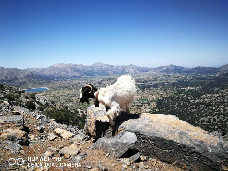 Crete:Zeus & Lassithi Plateau, OliveTasting, Kritza, Pottery - Who should book this Crete mountain tour?